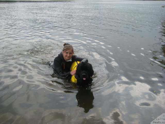 Фото: Ирина Складнова, ньюфаундленд Рэш