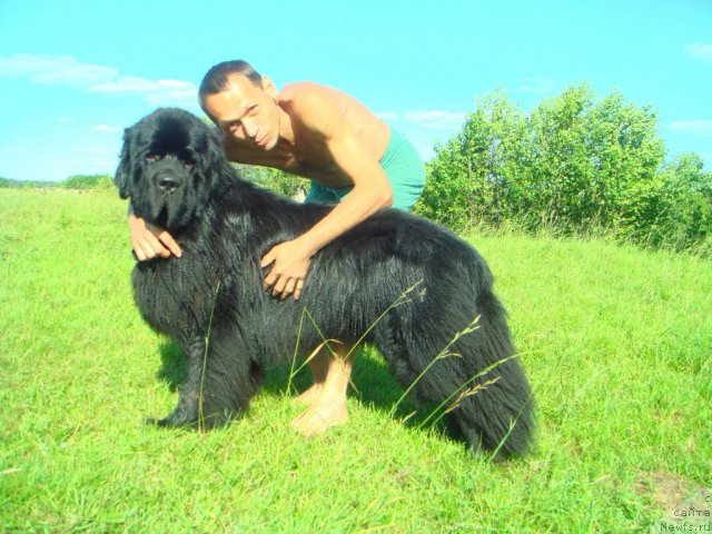 Фото: ньюфаундленд Уютная Долина Андрос Гриф