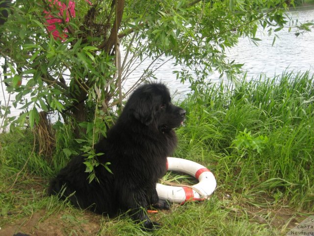 Фото: ньюфаундленд Масяня Гранд Бэби