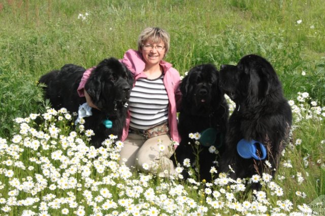 Фото: ньюфаундленд Глория Гранд Блек, Елена Кузьмина, ньюфаундленд Fortuna of Giant's Island, ньюфаундленд Бегущая по Волнам Зеро Коол