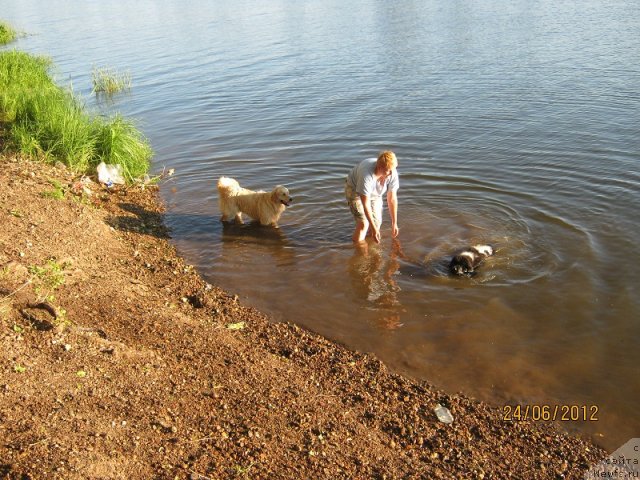 Фото: ньюфаундленд Изящная Галатея (Izyaschnaya Galateya)
