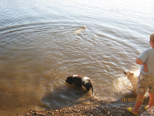 Фото: ньюфаундленд Изящная Галатея (Izyaschnaya Galateya)