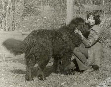 Фото: ньюфаундленд Гун Брут
