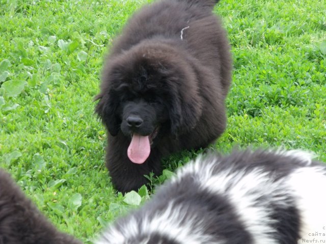 Фото: ньюфаундленд Избранный Витязь