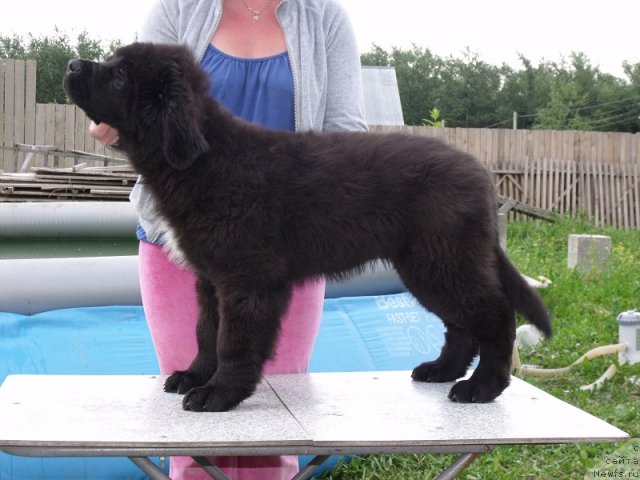 Фото: ньюфаундленд Искусная Кокетка