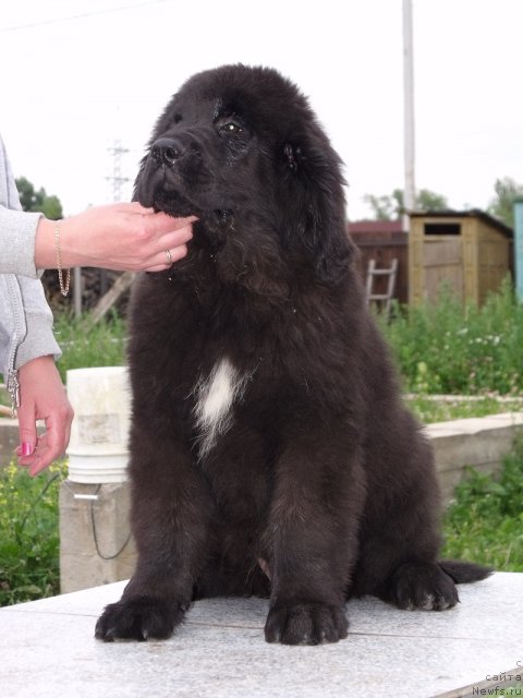 Фото: ньюфаундленд Искусная Кокетка