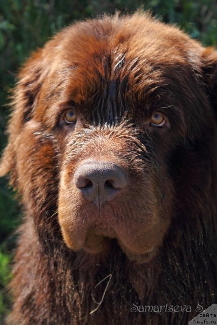 Фото: ньюфаундленд Лесная Сказка Королевский Медведь (Lesnaja Skazka Korolevskiy Medved)