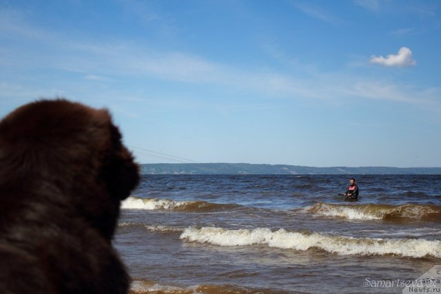 Фото: ньюфаундленд Лесная Сказка Королевский Медведь (Lesnaja Skazka Korolevskiy Medved)