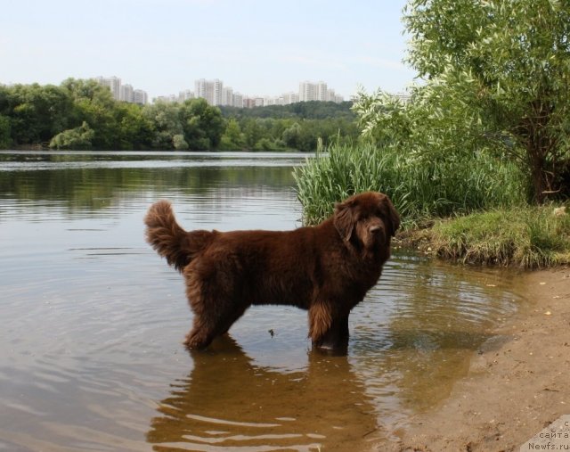 Фото: ньюфаундленд Черный Шарм Ангельская Красота (Chernyi Sharm Angel'skaya Krasota)