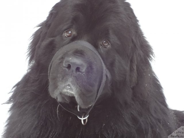Фото: ньюфаундленд Смигар Дар Божий