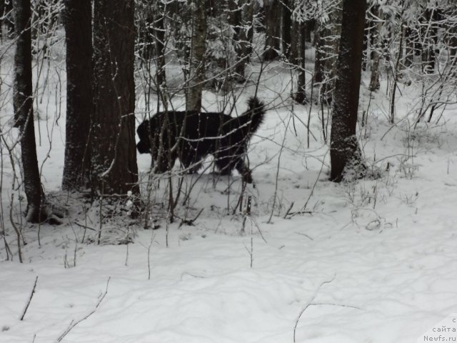 Фото: ньюфаундленд Смигар Дар Божий
