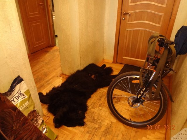 Фото: ньюфаундленд Смигар Дар Божий