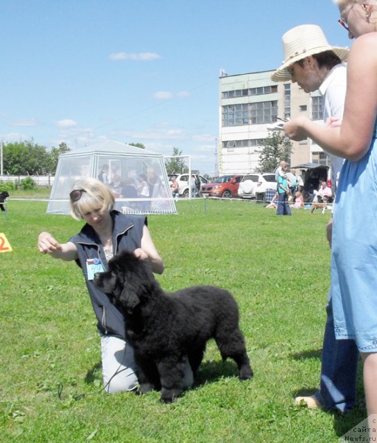 Фото: ньюфаундленд Бегущая по Волнам Целуй Меня Крепче