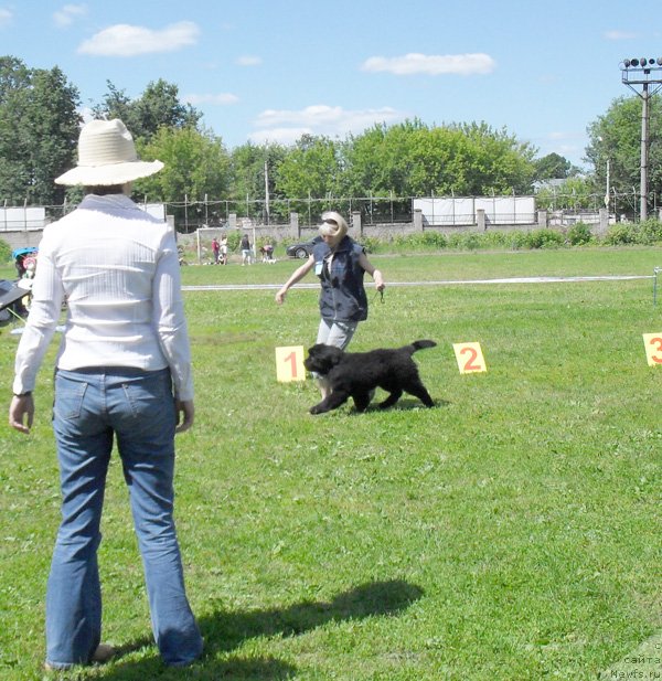 Фото: ньюфаундленд Бегущая по Волнам Целуй Меня Крепче