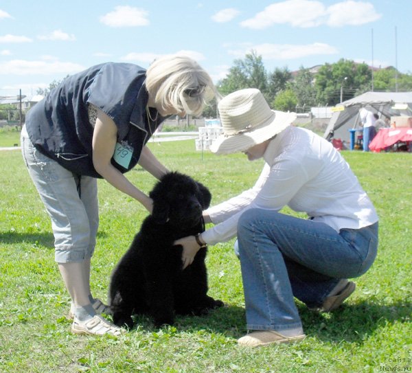 Фото: ньюфаундленд Бегущая по Волнам Целуй Меня Крепче