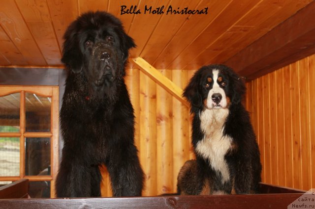 Фотография № 99660