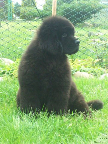 Фото: ньюфаундленд Тужур Бель