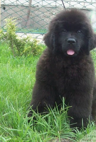 Фото: ньюфаундленд Тужур Бель