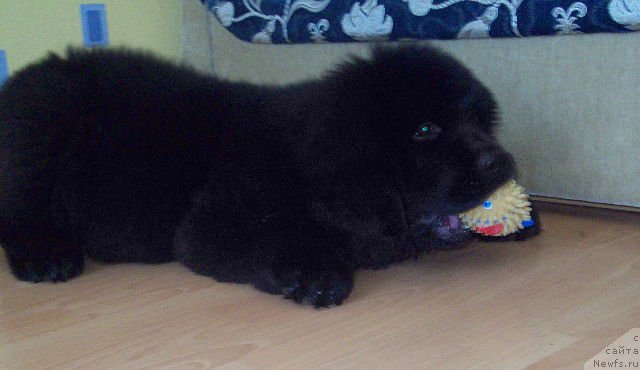 Фото: ньюфаундленд Тужур Бель