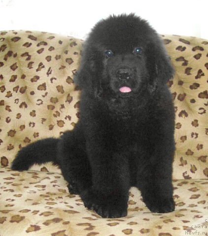 Фото: ньюфаундленд Тужур Бель