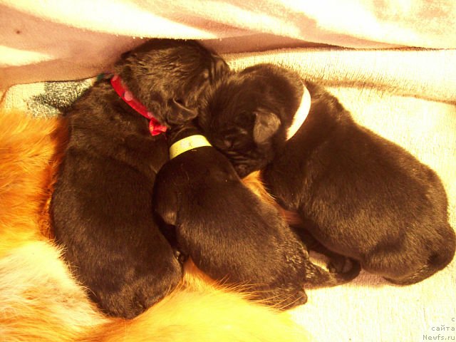 Фото: ньюфаундленд Тужур Бель, ньюфаундленд Таймлес Бьюти, ньюфаундленд Транкиль Кураж