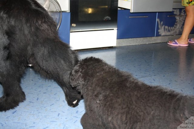 Фото: ньюфаундленд Ньюфорт Улыбка Фортуны