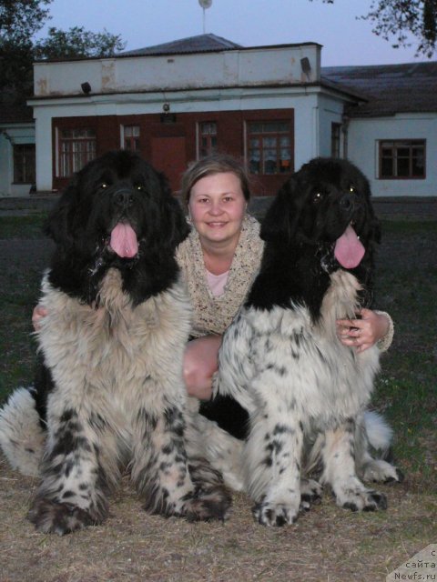 Фото: ньюфаундленд Кипер Соул Дар Моего Сердца Даниель (Keeper Soul Dar Moego Serdtsa Daniel), Супер Бизон Арго и, Юлия Курилюк