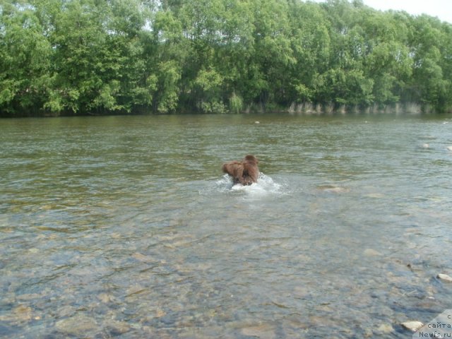 Фото: ньюфаундленд Акватория Келвин Риверданс (Aquatoriya Kelvin Riverdance)