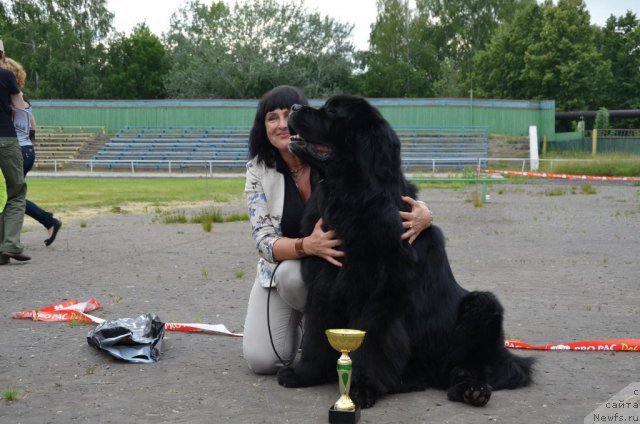 Фото: ньюфаундленд Ланцелот Вялiкi Мядзведзь (Lanselot Vialiki Miadzved)