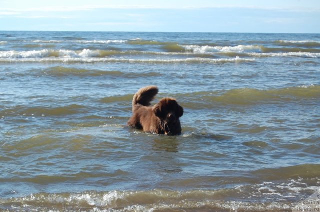 Фото: ньюфаундленд Newettas Vanessa