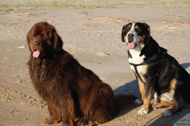 Фото: ньюфаундленд Newettas Vanessa