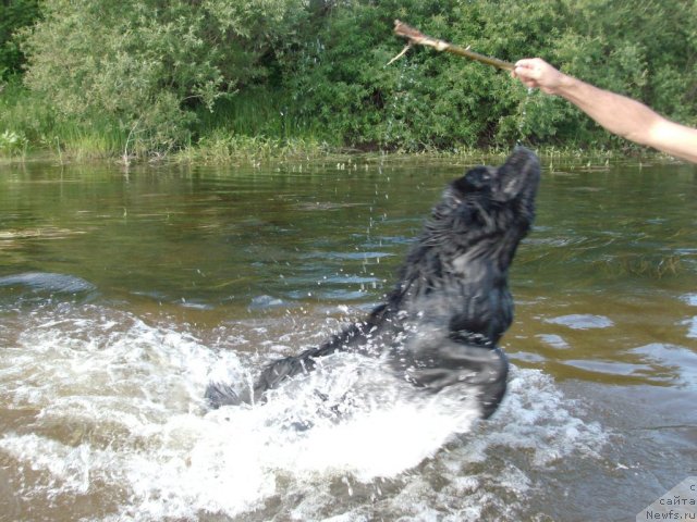 Фото: ньюфаундленд Кайден Плейфул (Kaiden Playful)