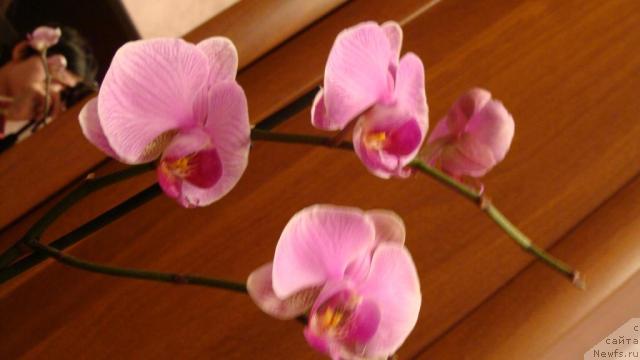 Фотография № 9977