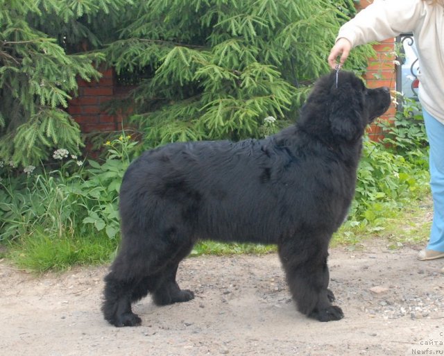 Фотография № 99789