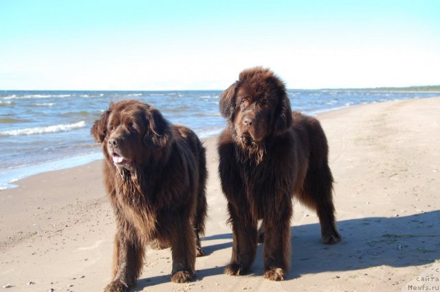 Фото: ньюфаундленд Sandra, ньюфаундленд Newettas Vanessa