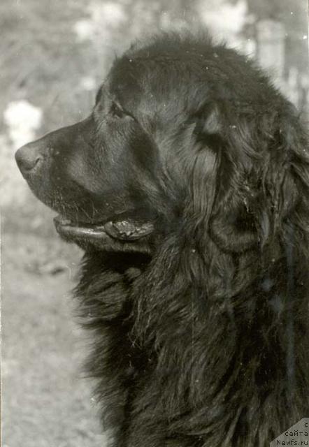 Фото: ньюфаундленд Гун Брут