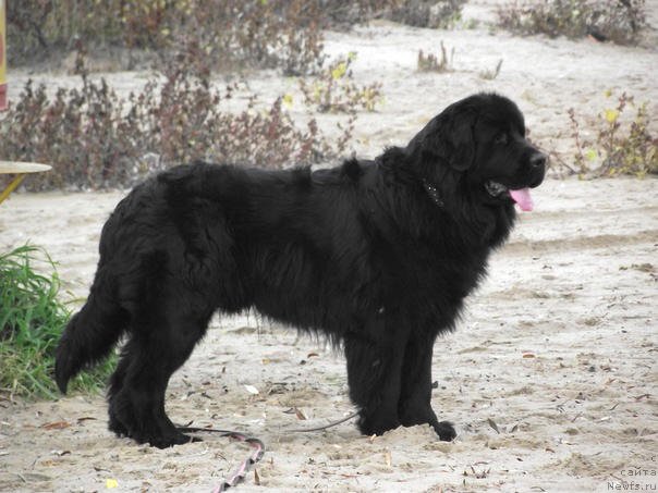 Фото: ньюфаундленд Черный Шарм Бостон