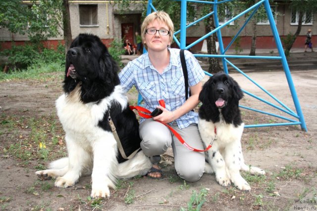 Фото: ньюфаундленд Супер Премиум Ему Нет Равных, Маргарита Борисова, ньюфаундленд Черный Шарм Ванкувер