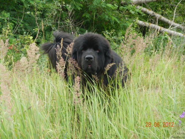 Фото: ньюфаундленд Плюшевая Панда Универсальный Мишка (Plushevaya Panda Universalnyj Mischka)