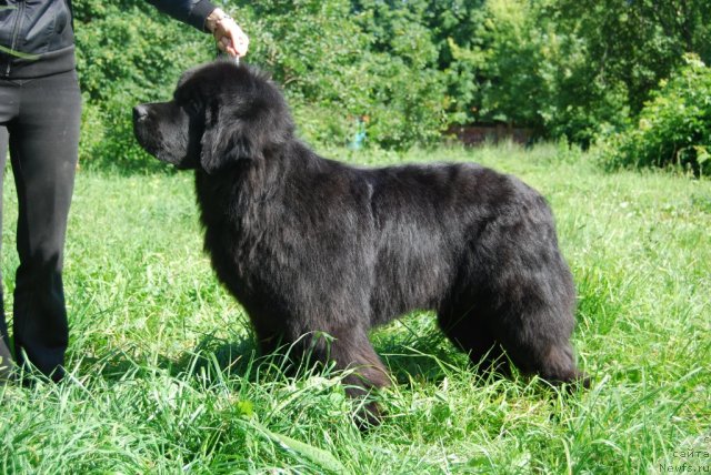 Фото: ньюфаундленд Антей Гранд Победитель