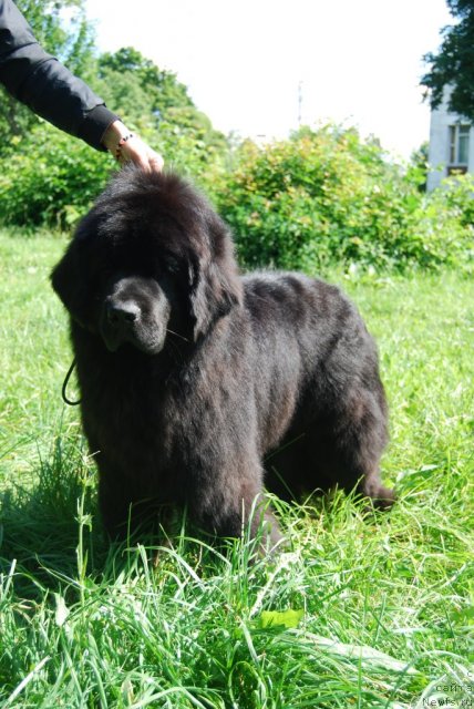 Фото: ньюфаундленд Антей Гранд Победитель