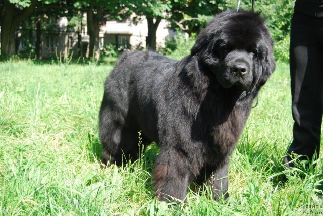 Фото: ньюфаундленд Антей Гранд Победитель