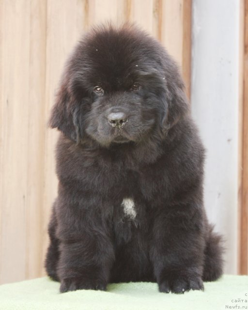 Фото: ньюфаундленд Акватория Келвин Философ