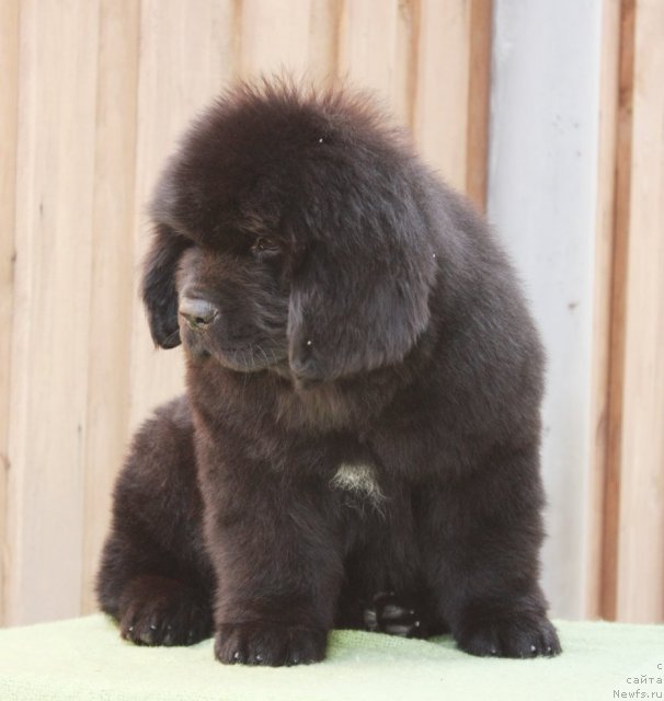 Фото: ньюфаундленд Акватория Келвин Философ