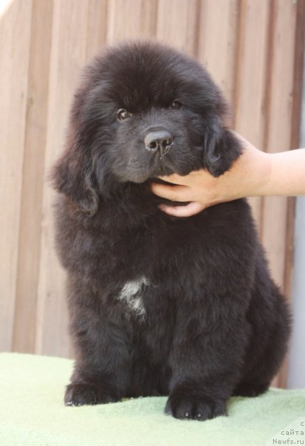 Фото: ньюфаундленд Акватория Келвин Философ