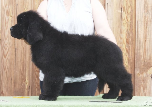 Фото: ньюфаундленд Акватория Келвин Фром Сибириа эт Каюга (Aquatoriya Kelvin From Siberia at Cayuga)