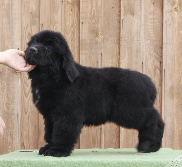 Фото: ньюфаундленд Акватория Келвин Фром Сибириа эт Каюга (Aquatoriya Kelvin From Siberia at Cayuga)