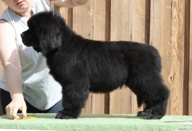 Фото: ньюфаундленд Акватория Келвин Фром Сибириа эт Каюга (Aquatoriya Kelvin From Siberia at Cayuga)