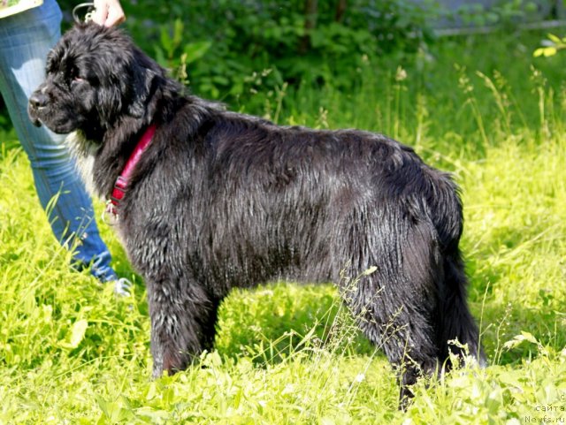 Фотография № 99855