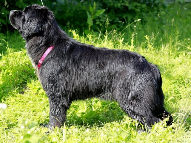 Фото: ньюфаундленд Питерньюф Енигма (Piternyuf Enigma)